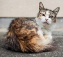 Кот