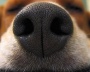 Нос собаки