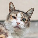 Кот